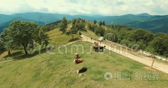 带牛的夏季乡村空中景色视频