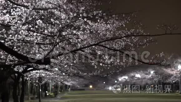东京公园樱花的晨景视频