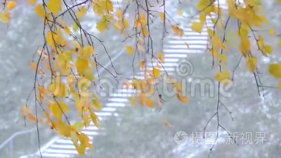 森林里强烈的降雪.. 树枝和树叶在风中摇摆