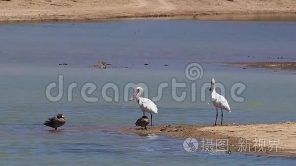 在南非的一个湖里有一只鸟视频