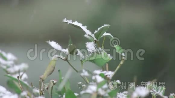 冬季降雪植物视频