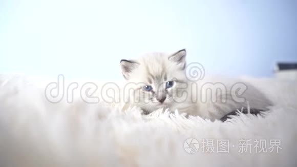 一只蓝眼睛在毯子上的小猫视频