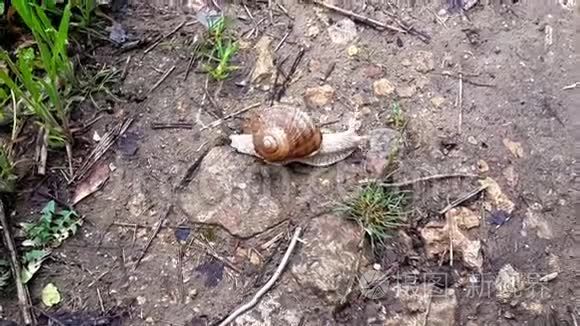 夏雨后蜗牛穿过马路视频