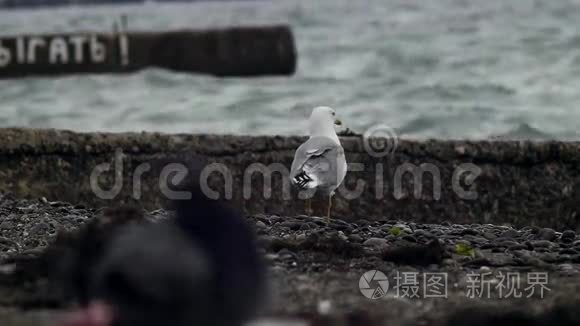 一只海鸥在海上看风暴