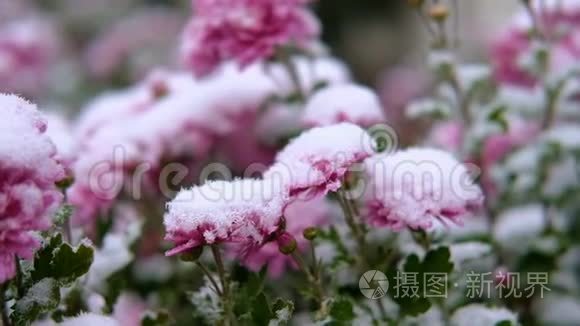 粉红色的菊花，雪下有绿叶。 初雪，秋，春，初冬.. 动作缓慢。