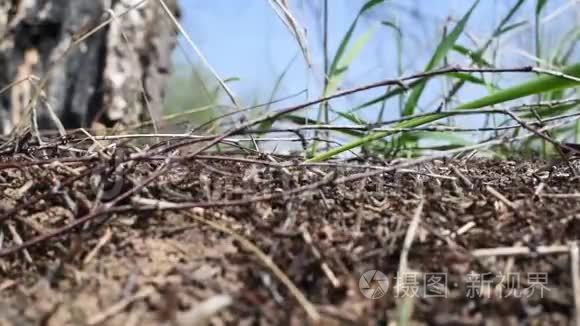 蚁穴里的蚂蚁冬眠后，它们过着自己的生活