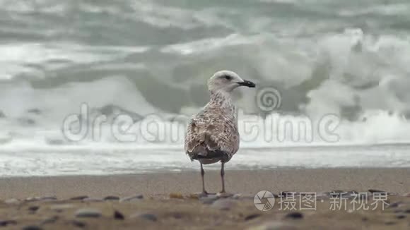 一只海鸥在海上看风暴