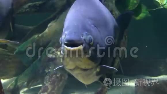 大鱼太平洋大角兽视频