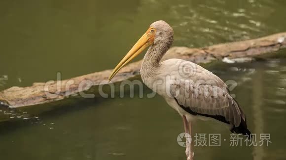 沙丘鹤以石障屹立在浅水中视频