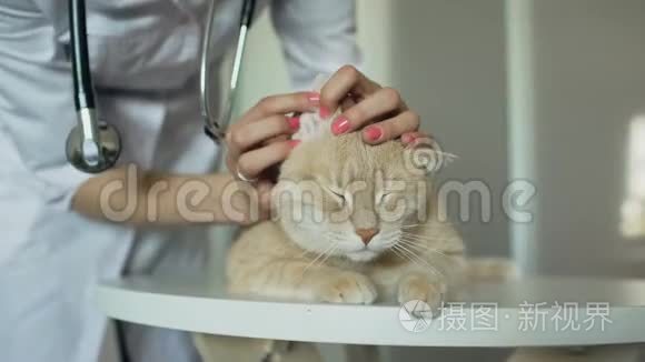 兽医办公室用听诊器检查猫的兽医妇女特写