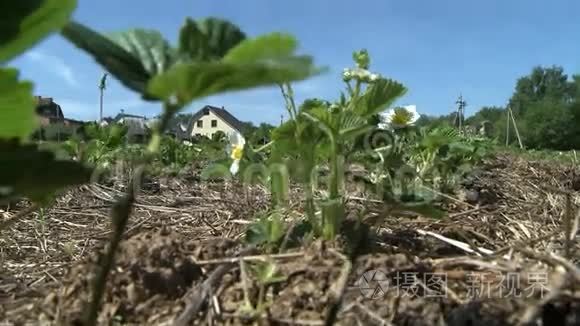 春天农场花园里生长的草莓植物视频