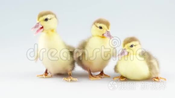 工作室里的三只可爱的小鸭子视频