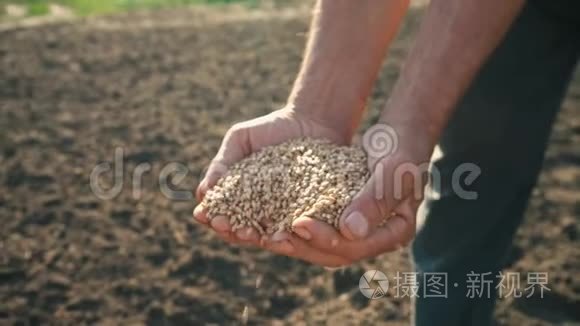 粮食在农夫手中，小麦在田里的人的手指里倒出来