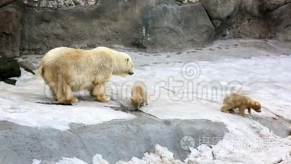 北极熊和小熊玩耍