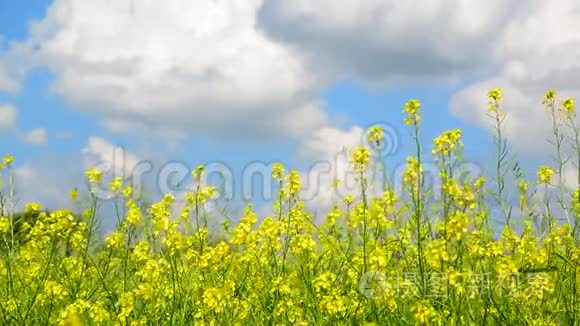 黄色的芭比利亚俗人在风中迎着美丽的天空