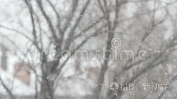 雪花在树的背景下飞舞视频