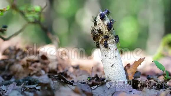 常见的臭角虫飞蝇短视频