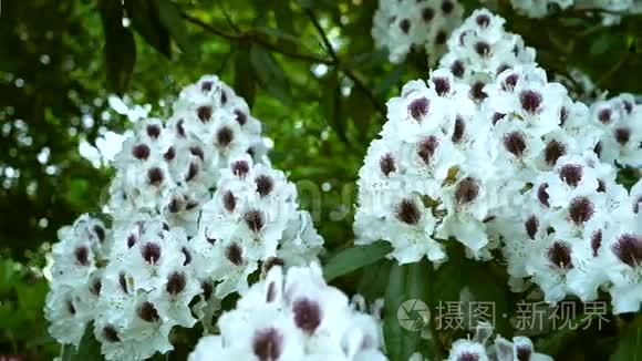 为粉红色的罗登德龙花做特写视频