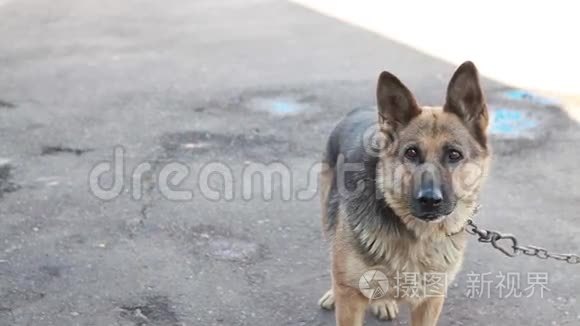 德国牧羊犬在连锁夏日视频