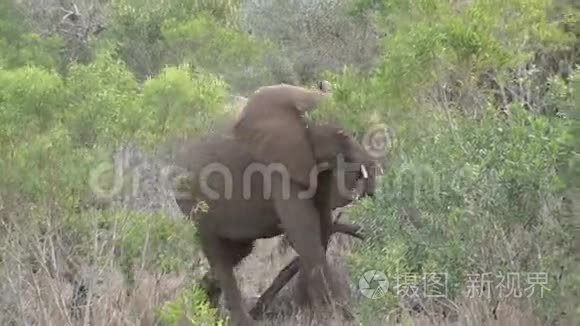 非洲大象群穿过树林视频