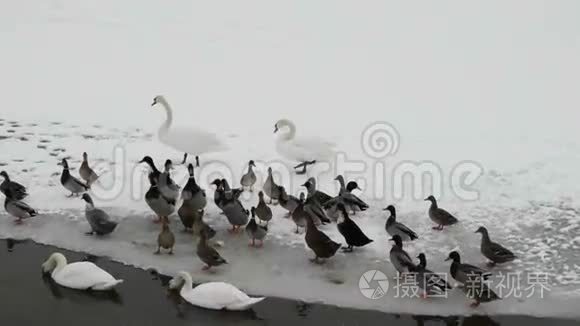 冰湖上的天鹅和鸭子视频