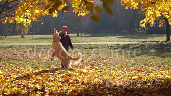 美丽的欧洲小女孩正和一只漂亮的大狗在秋天的公园玩耍