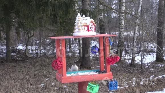 有新年圣诞装饰和鸟类的送鸟器视频