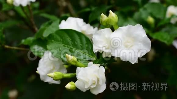 茉莉花，美丽的白色。