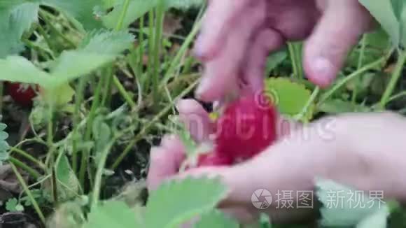 从水果场的地里采摘成熟的草莓视频