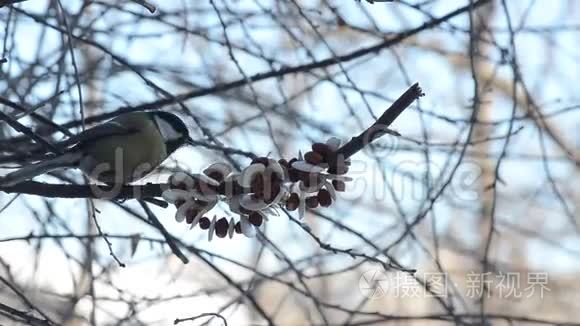 鸟儿在吃这种美味，这种美味在冬天挂在树枝上