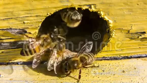守卫蜜蜂追逐外星人视频