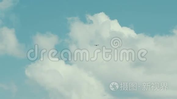 海鸟翱翔蓝天白云视频