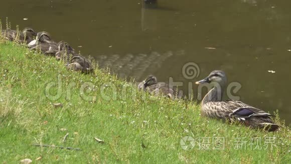 鸭子一家人在池塘附近休息视频