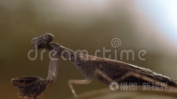 祈祷螳螂昆虫视频