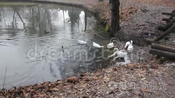 鹅一家人走在夕阳的河堤上视频