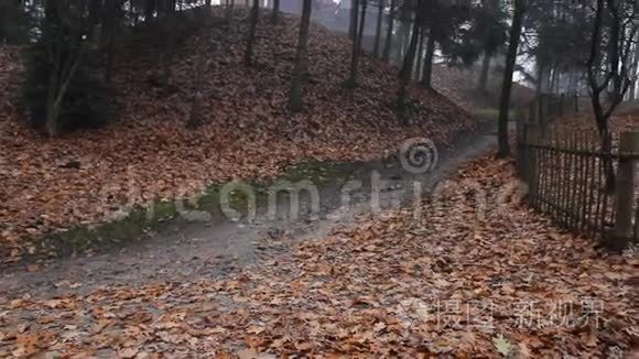 森林公园的黄色箔纸上的雨滴视频