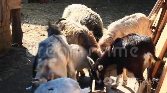 绵羊和山羊在院子里吃视频