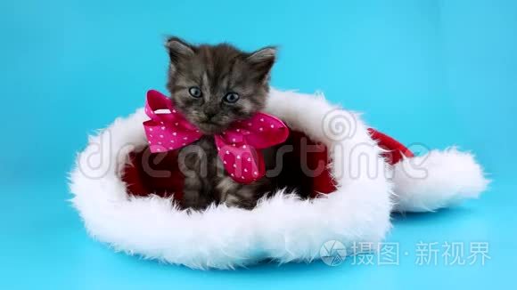 新年礼物，可爱的小猫带着红色圣诞老人帽子的粉红色蝴蝶结