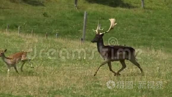 一只鹿在田野上奔跑