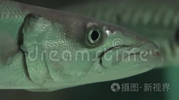 丑鱼海洋生物