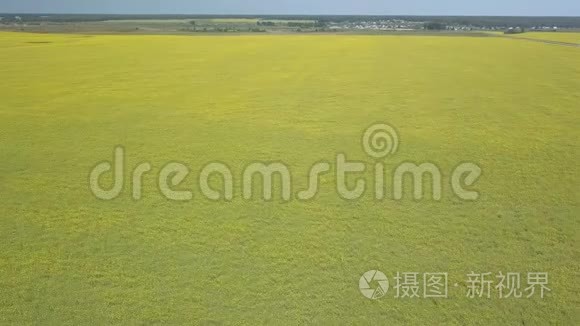 黄花飞过绿野视频