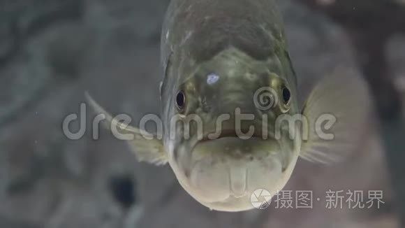 丑陋的鱼类海洋生物