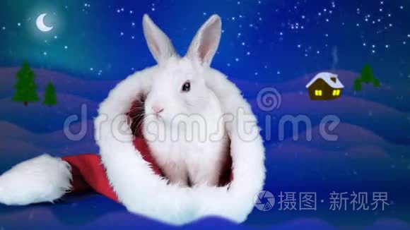 滑稽的兔子在圣诞老人的帽子里洗着脸和耳朵，为圣诞节做准备