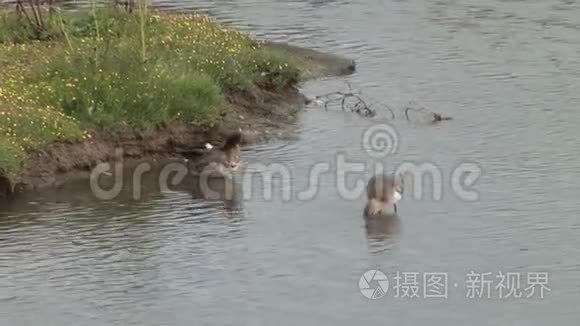 在英格兰，一片土地上有黑色的尾翼鸟