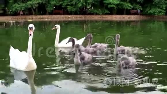 美丽的一对白色天鹅漂浮在水上与后代。 动物园里的鸟类游泳，游客喂天鹅，