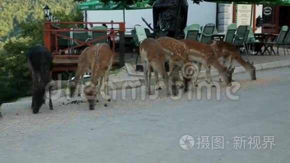 一群鹿在客栈前觅食视频