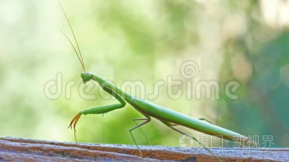 绿螳螂视频素材