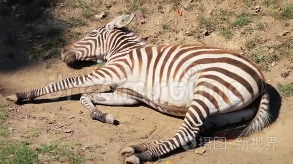 斑马(原斑马)躺在地上,睡觉(稳定)短视频