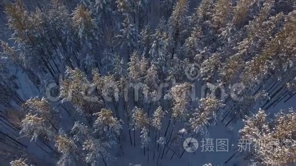 森林里有很多雪。 在云杉雪山上空飞行