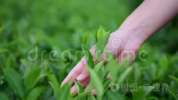 手感受种植园上的茶叶.. 用一只雌性的手在茶园采茶